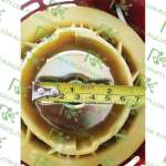 ชุดสตาร์ท (No.1) รุ่นขาว เขี้ยวเหล็กแบน